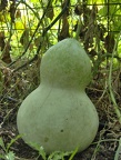 Vegetaux
