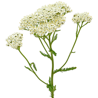 Brin d'achillée