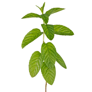Brin de menthe