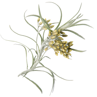 Brin d'immortelle
