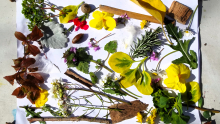 Des fleurs et des feuilles collées sur du papier blanc forment un tableau