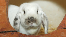 Une lapine bélier blanche en gros plan dans son clapier