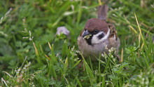 Moineau friquet posé dans l'herbe avec des végétaux dans le bec