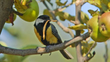 Mésange avec de la paille dans le bec