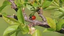 Une coccinelle dans un arbre fruitier