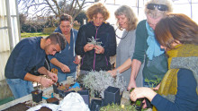 un groupe tente de bouturer de l'immortelle
