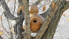 Un nichoir à mésange fabriqué avec une coloquinte séchée