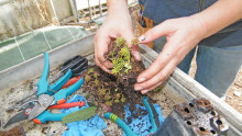 Des mains en gros plan en train de faire une bouture de plante grasse