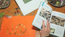 une main d'enfant tient un livre sur les insectes et différents élements naturels sont disposés