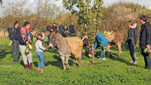 Des ânes se promènent accompagnés d'enfants et d'adultes qui récoltent des courges