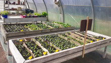 Semis en pots de différentes plantes potagères entreposés sur des tables à semis dans une serre