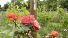 Des roses orangées au premier plan et de la vigne derrière
