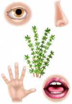 Logo de l'outil "Jardin des sens" Brin de thym entouré de 4 sens : vue, odorat, toucher et goût