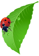 Ilustration d'une coccinelle sur une feuille