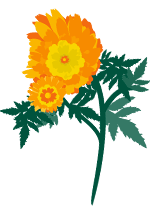 Illustration d'œillet d'Inde jaune et orange
